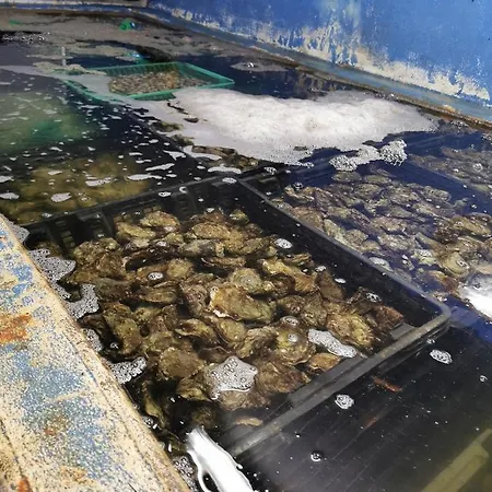 Homestay Independante 